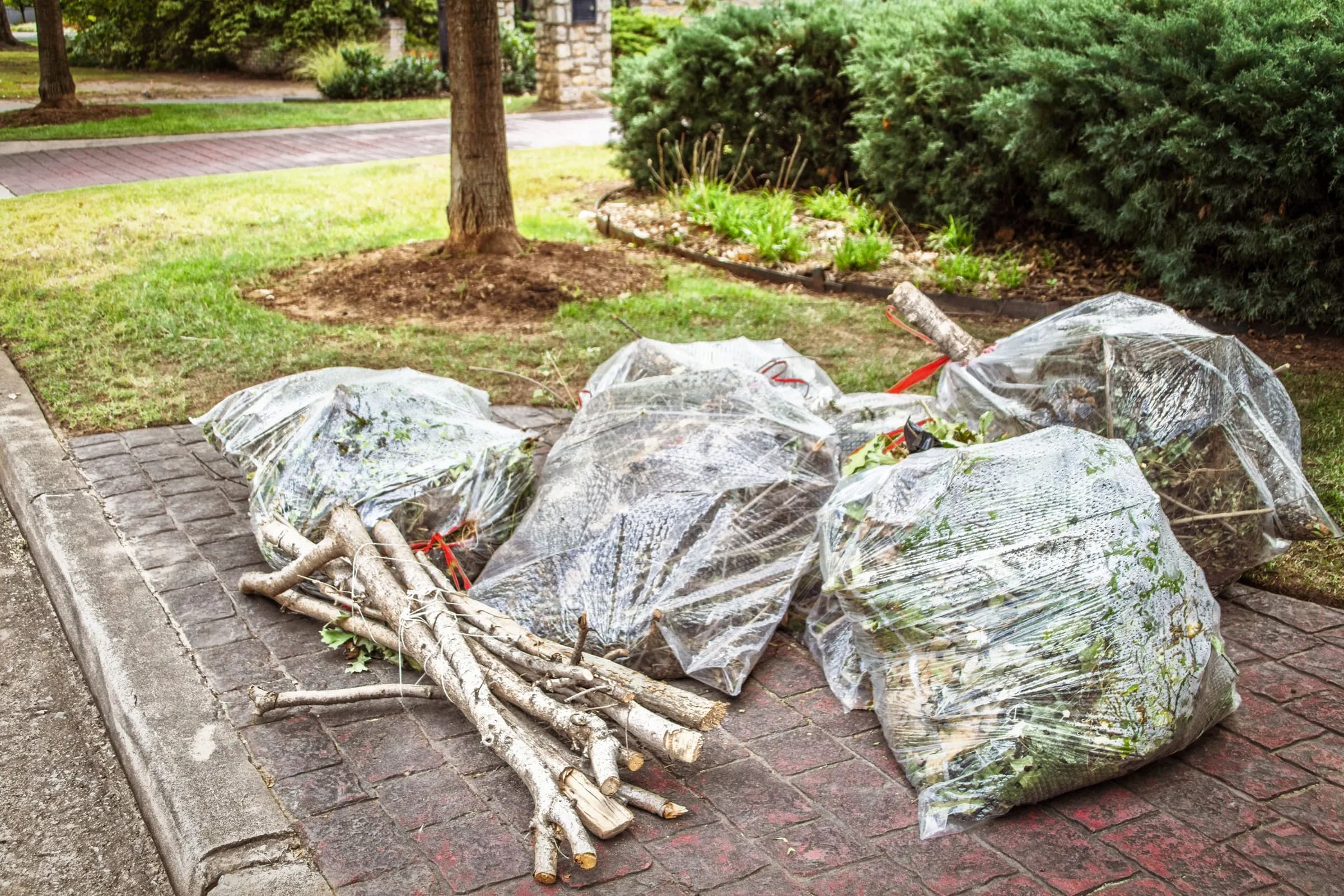 Bagged leaves, brush and tied branches waiting at the curb in front of trimmed shrubs